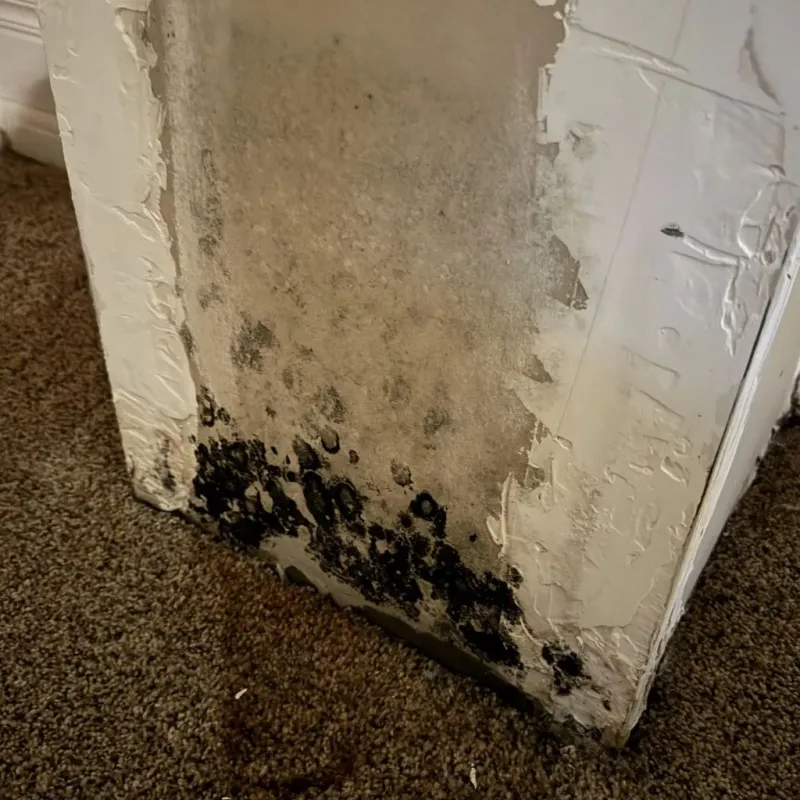Professional Mold Removal in Ashland, AL